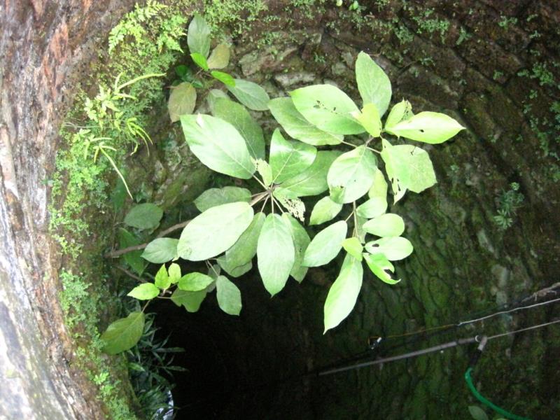 Gieng Co Reu Phong