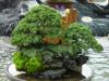 Tuyển tập BONSAI đẹp nhất của Nhật