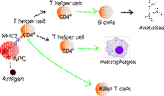 300px-Lymphocyte_activation_simple