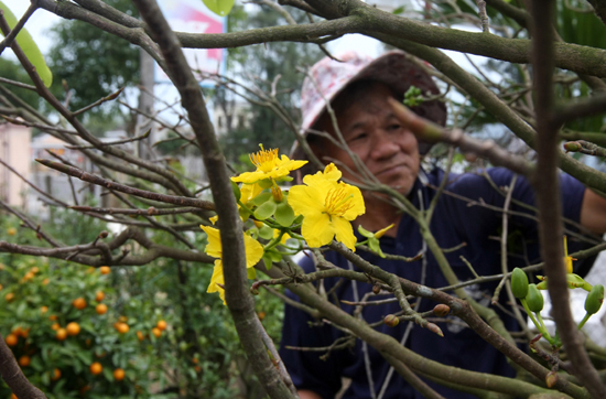 Những bông mai 5 cánh to đều nở sớm hứa hẹn một mùa mai bội thu