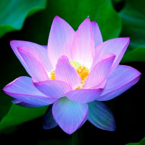 lotus2