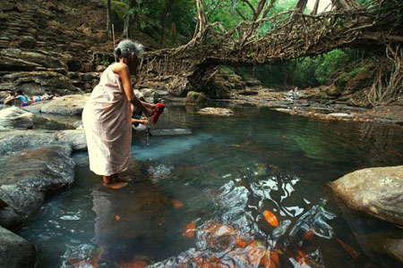 Cau bang re cay doc nhat hanh tinh