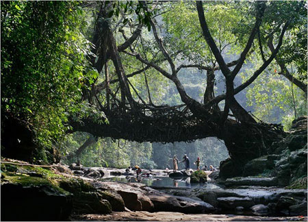 Cau bang re cay doc nhat hanh tinh