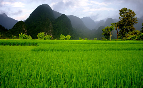 Cánh đồng Cao Bằng