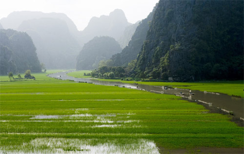 Cánh đồng lúa bên sông Ngô Đồng