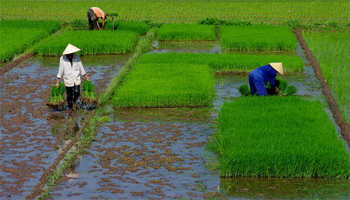 Cánh đồng mùa cấy