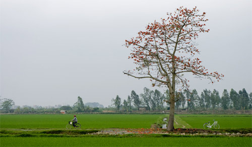 Cánh đồng mùa hoa gạo