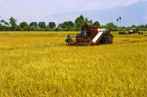 Cánh đồng Ninh Thuận