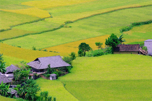 Cánh đồng Hà Giang