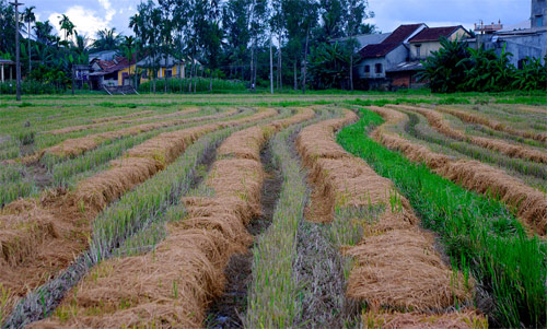 Cánh đồng Quảng Nam