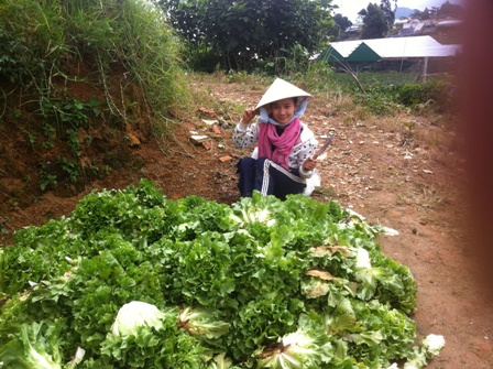 Chính phải đi cắt cả ngày hôm trước để có 50 kg rau phát cho mọi người