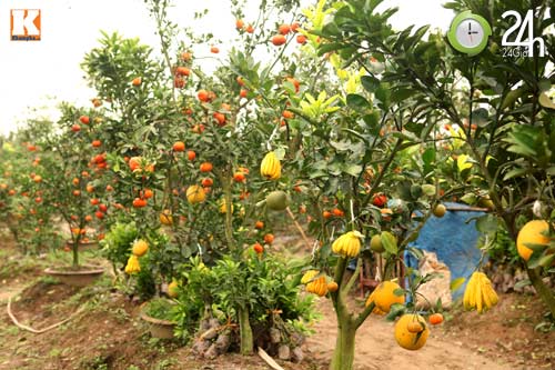 Kỳ lạ 1 cây cho 5 loại quả khác nhau, Tin tức Việt Nam, Tin tức trong ngày, cay cam, qua quyt, qua chanh, qua
 buoi, ngu qua, lao nong, ha noi, thanh oai, ha tay, y tuong, khen ngoi