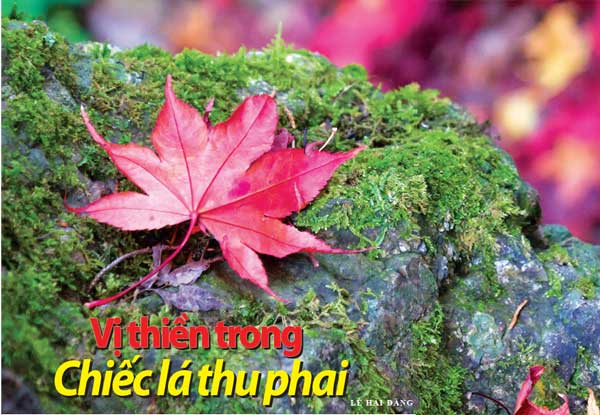 vi-thien-trong-chiec-la-thu-phai