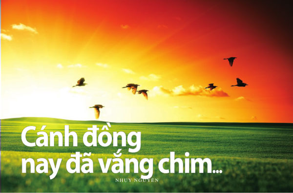 canh dong  nay da vang chim