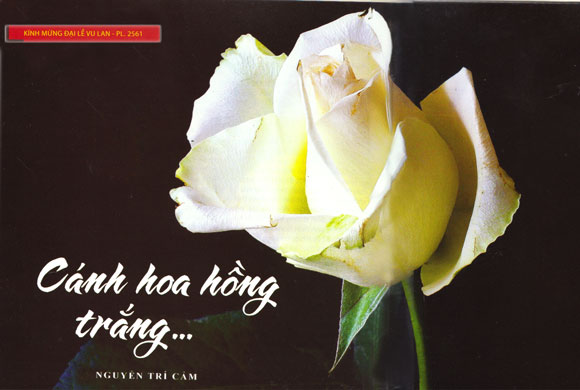 canh-hoa-hong-trang