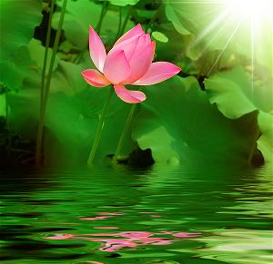 hoa_sen_lotus_flower